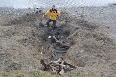 Полевая партия ФГБУ «ВСЕГЕИ» обнаружила скелет мамонта на Таймыре