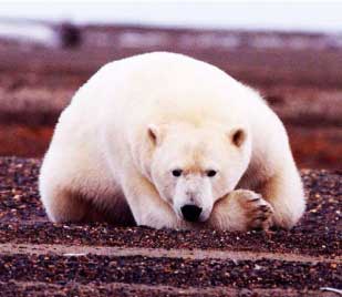 Потепление приводит к перестройкам в экосистемах Арктики